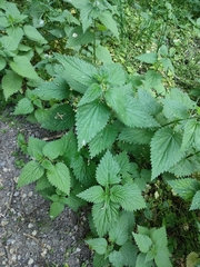Urtica dioica