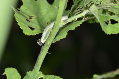Abraximorpha davidii