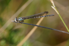 Argia alberta