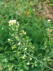 Capsella bursa-pastoris