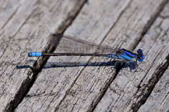Argia alberta