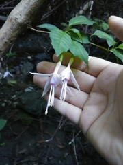 Fuchsia magellanica
