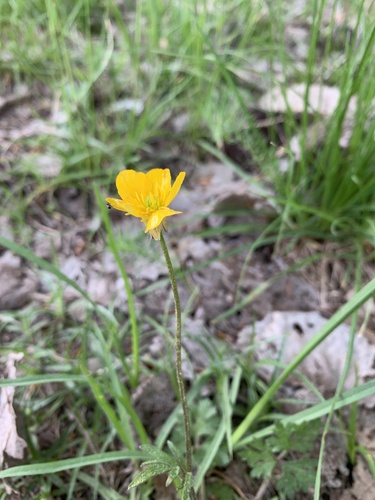 iskerník (Ranunculus)