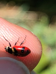 Hippodamia oregonensis