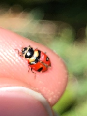 Hippodamia oregonensis