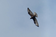 Buteo galapagoensis