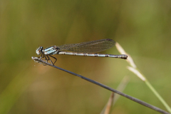 Argia alberta