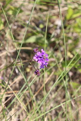 Verbena rigida