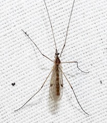 Teucholabis complexa