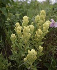 Castilleja lutescens