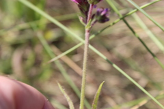 Verbena rigida