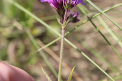 Verbena rigida
