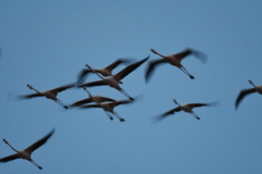 Phoenicopterus ruber