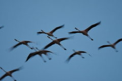 Phoenicopterus ruber