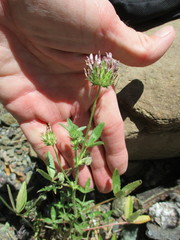 Trifolium obtusiflorum