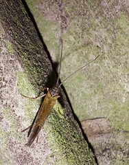 Limnephilus sparsus