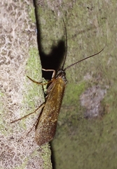 Limnephilus sparsus