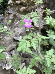 Geranium robertianum
