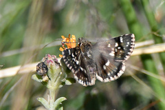 Ernsta sataspes