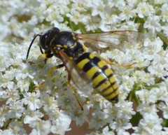 Bicyrtes capnopterus