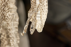 Drymarchon melanurus