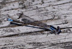Argia alberta
