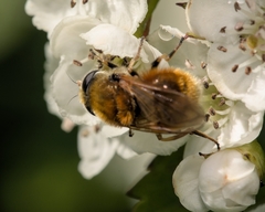 Cheilosia chrysocoma