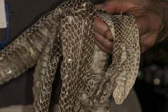 Drymarchon melanurus