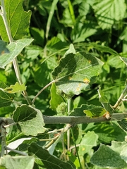 Populus alba