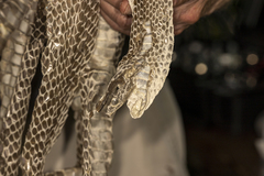 Drymarchon melanurus