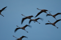 Phoenicopterus ruber