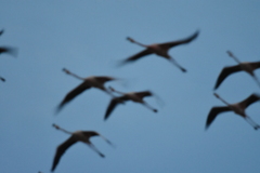 Phoenicopterus ruber