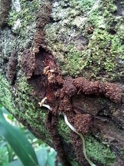 Microcerotermes