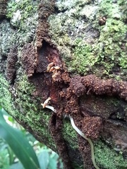 Microcerotermes