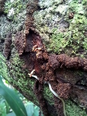 Microcerotermes