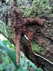 Microcerotermes