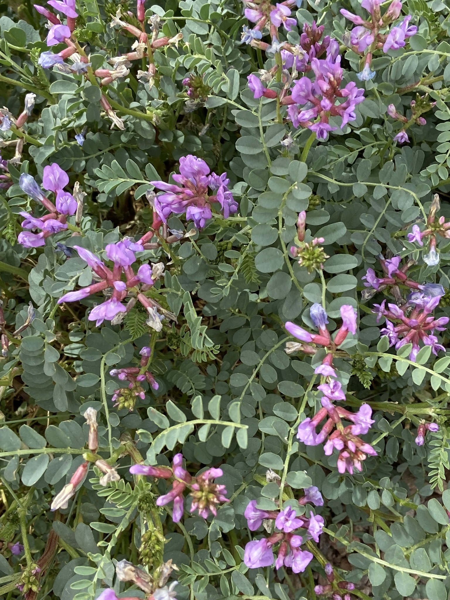 Astragalus lentiginosus