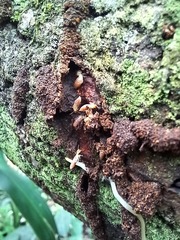 Microcerotermes