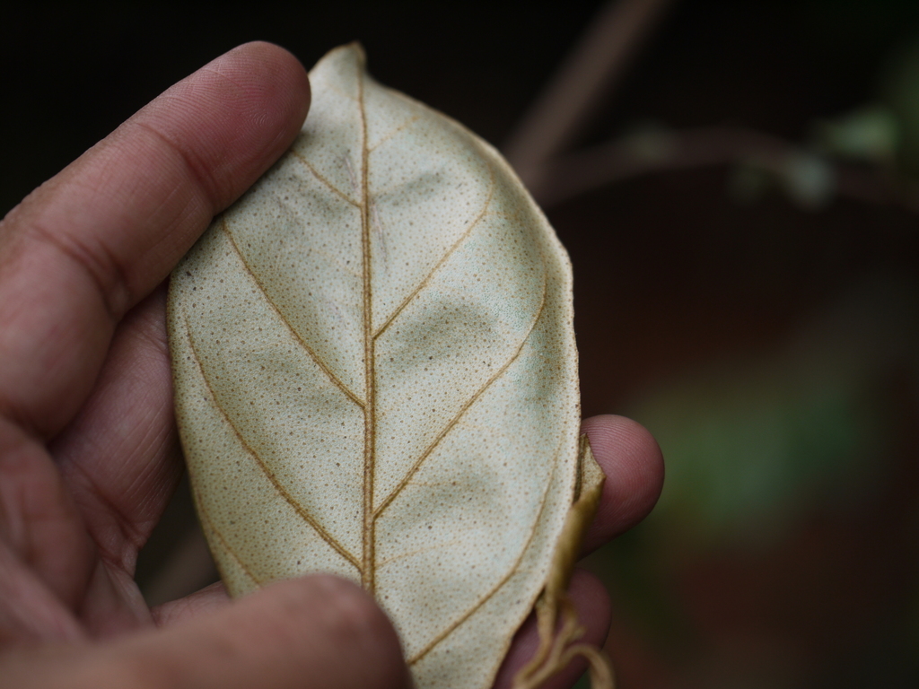 Elaeagnus latifolia; photograph (c) Dinesh Valke, some rights reserved (CC BY-SA)