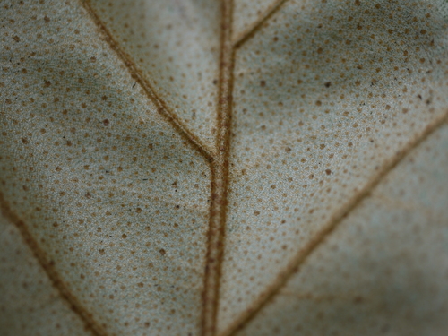 Elaeagnus latifolia, photograph 3