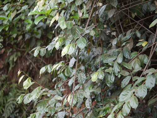 Elaeagnus latifolia, photograph 4