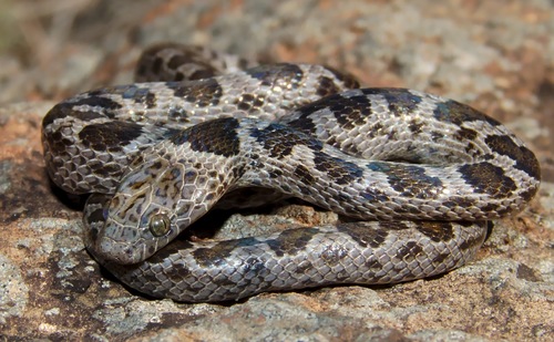 Spotted Rock Snake, Alopecion guttatum