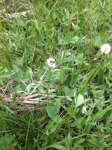 iNaturalist observation photo of Bees