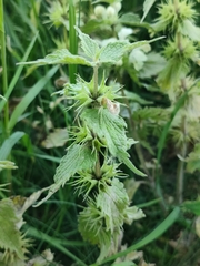 Lamium album