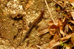 Aspidoscelis guttatus