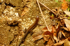 Aspidoscelis guttatus