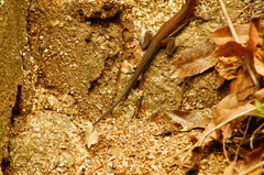 Aspidoscelis guttatus