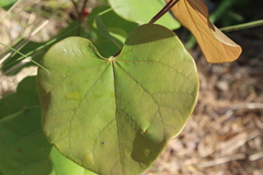Cercis canadensis