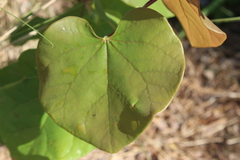 Cercis canadensis