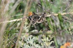 Ernsta sataspes